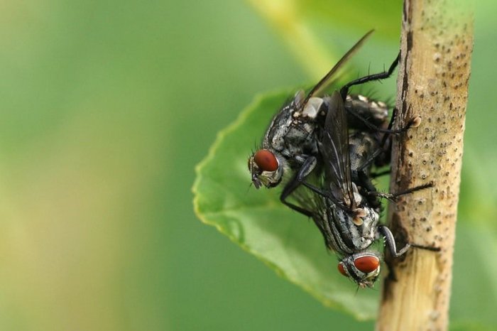 Макрофотографии насекомых (20 фото)