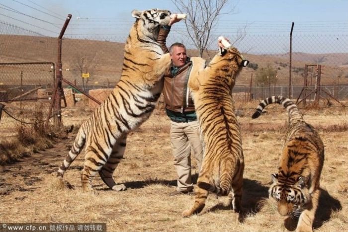 Дружба с тиграми (4 фото)