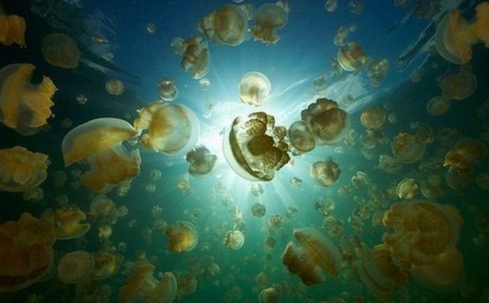 Озеро с медузами (20 фото)