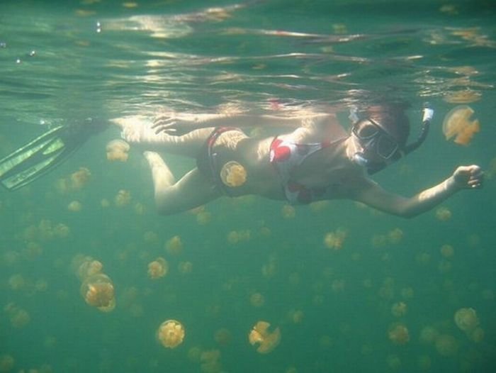 Озеро с медузами (20 фото)