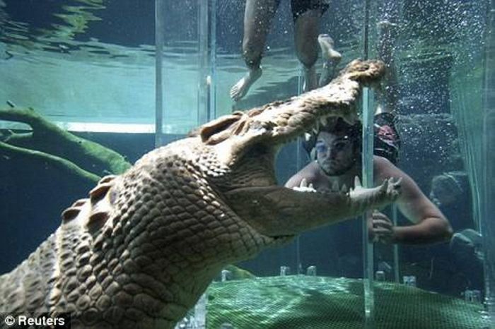 Купание с крокодилами (5 фото)