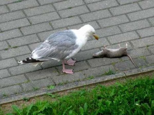 Чайка жрет крысу (5 фото)