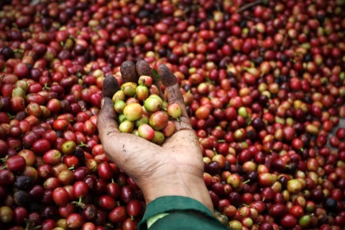 Как делают самый дорогой кофе в мире (11 фото)