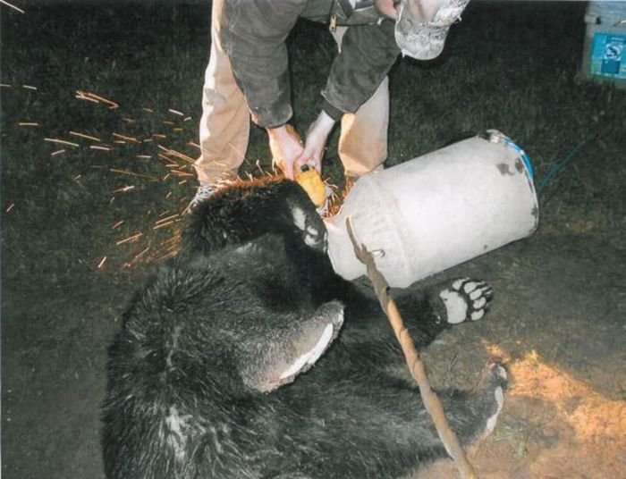 Спасение медведа (10 фото)