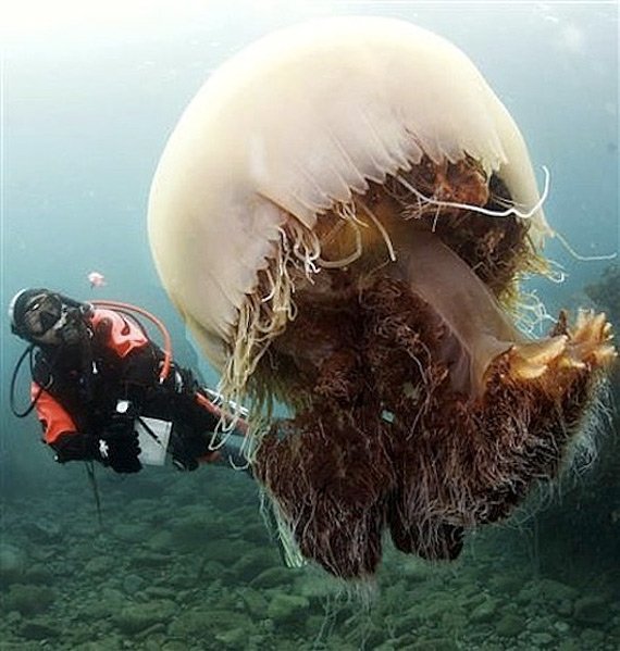 Чудища подводного мира (14 фото)