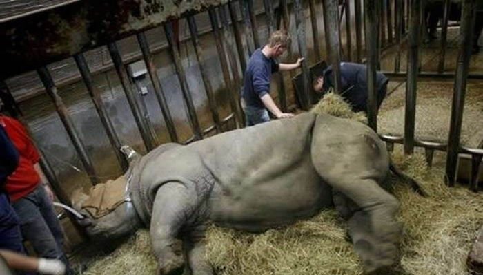 Осеменение носорога (11 фото)