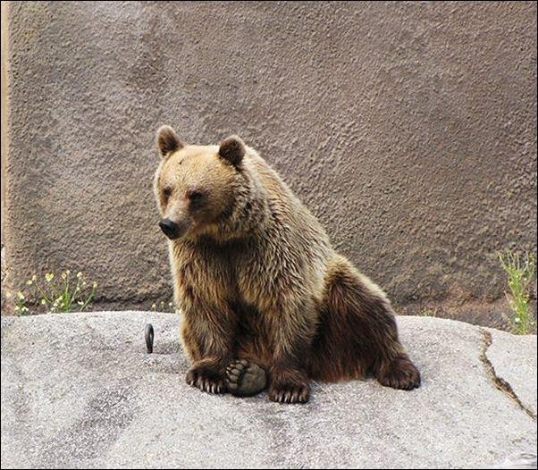 Медвежья зарядка (7 фото)