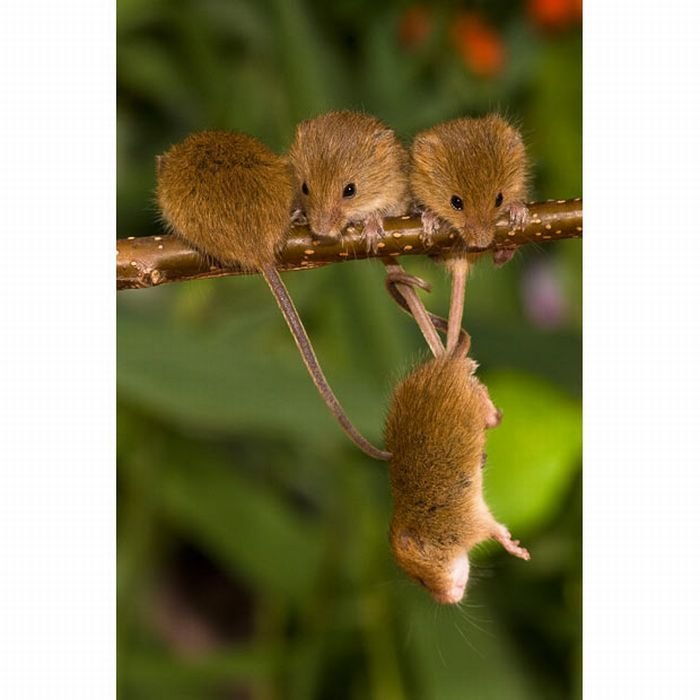 Мыши-полевки (17 фото)