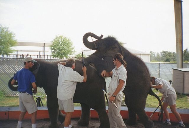 Жесть. Как дрессируют слонов (23 фото)