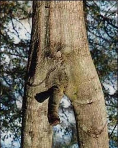 Порнография среди деревьев (12 фото)