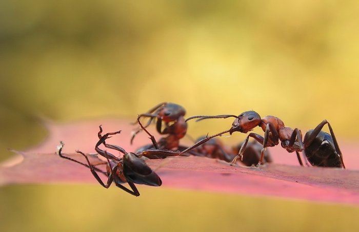 Макромир муравьев (13 фото)
