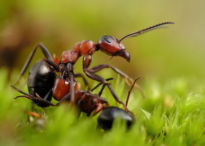 Макромир муравьев (13 фото)