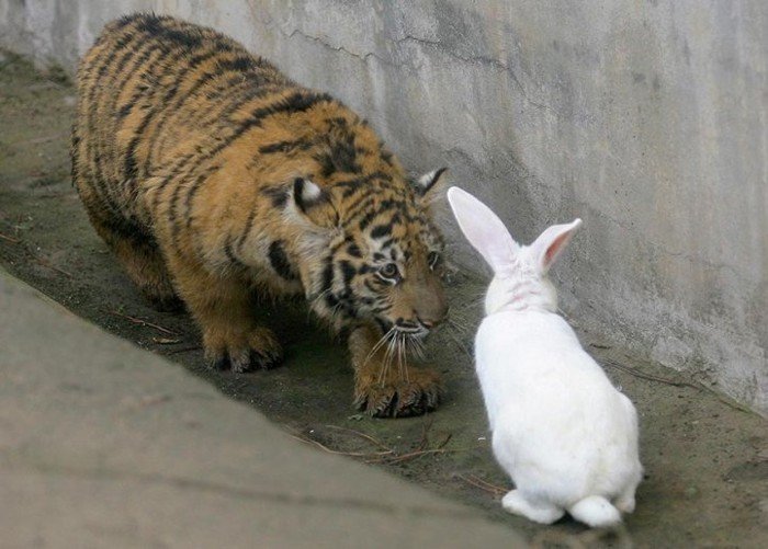 Тигр против кролика (3 фото)