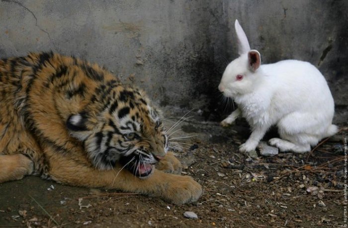 Тигр против кролика (3 фото)