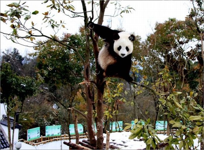 Панда радуется выпавшему снегу (30 фото)
