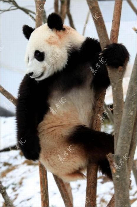 Панда радуется выпавшему снегу (30 фото)