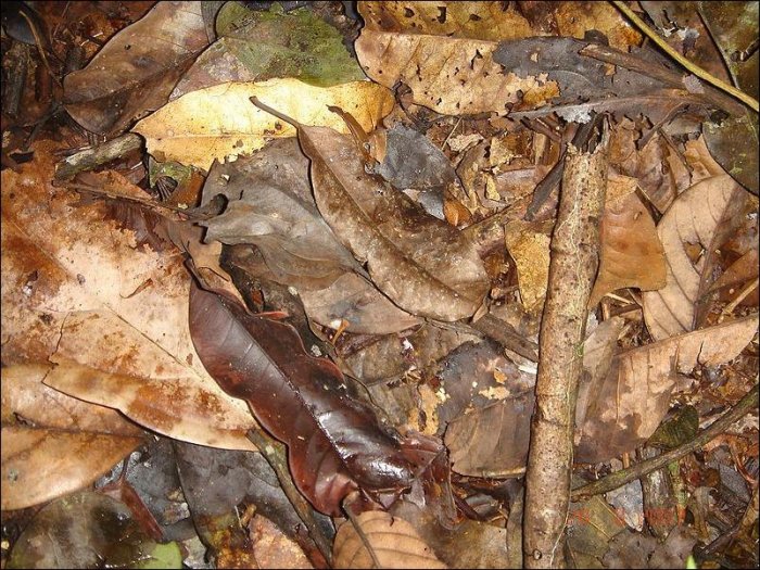 Найдите лягушку (4 фото)