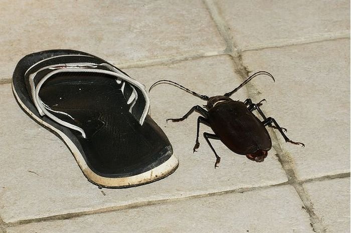 Огромный жук (7 фото)