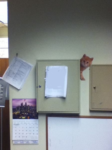 Офисный розыгрыш с котами (9 фото)