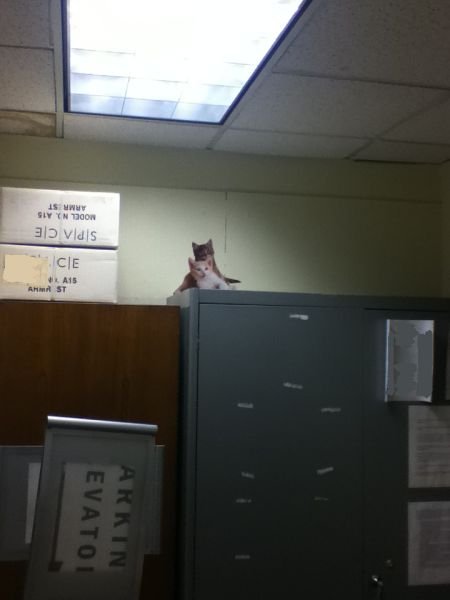 Офисный розыгрыш с котами (9 фото)