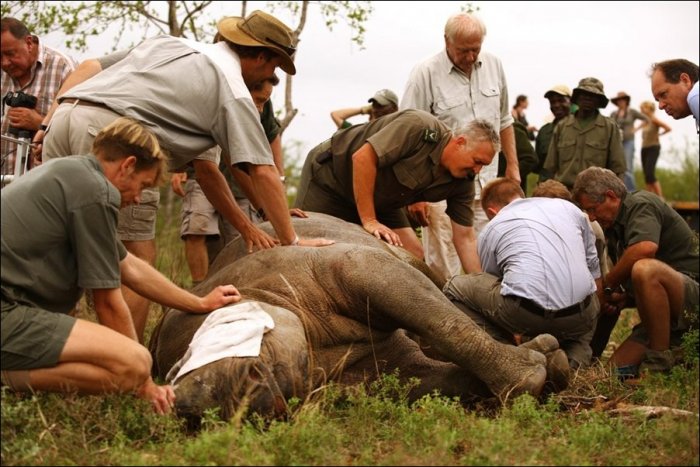 Перевозка носорога (4 фото)