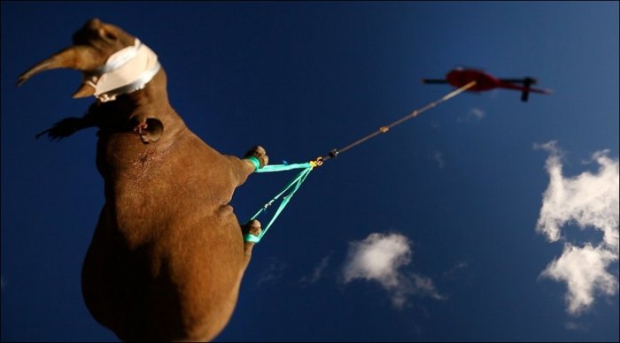 Перевозка носорога (4 фото)