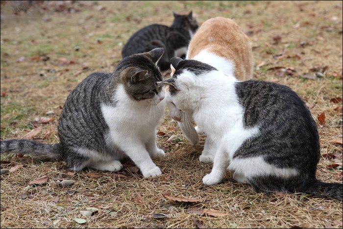Кошачья любовь (5 фото)