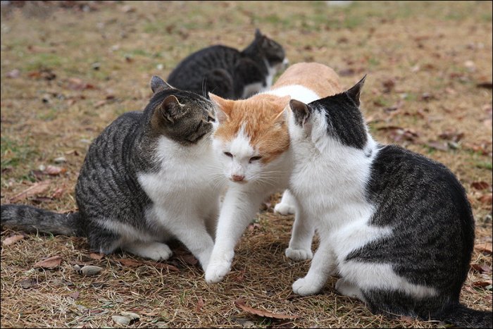 Кошачья любовь (5 фото)