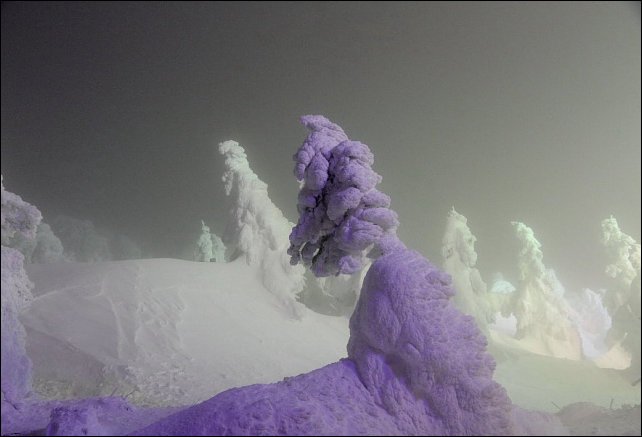 Деревья покрытые снегом и льдом (17 фото)