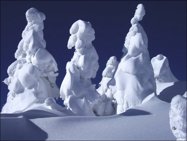 Деревья покрытые снегом и льдом (17 фото)