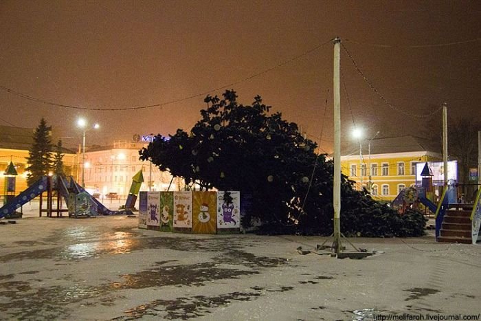 Упавшая елка в Петрозаводске (4 фото)
