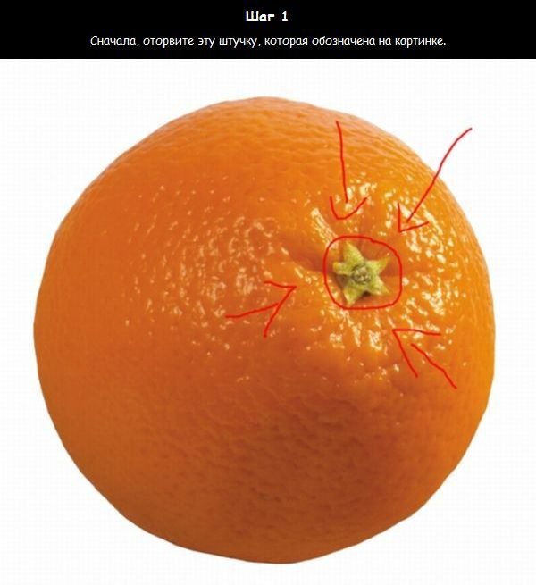 Как узнать сколько долек в апельсине (5 фото)