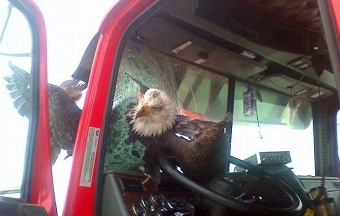 Орел врезался в грузовик (2 фото)