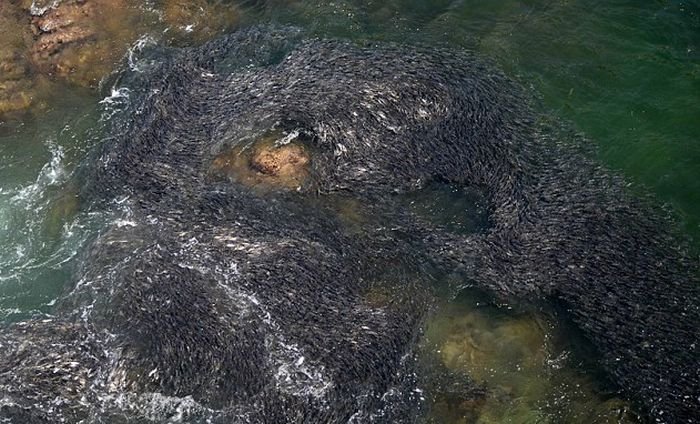 Скопления рыбы у берегов Мексики (6 фото)