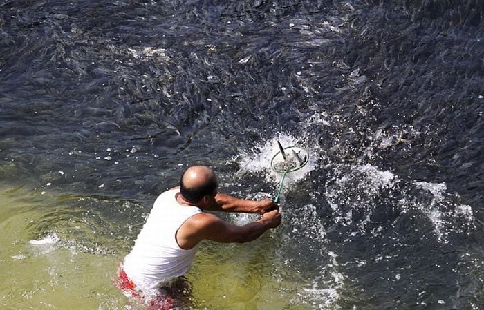 Скопления рыбы у берегов Мексики (6 фото)