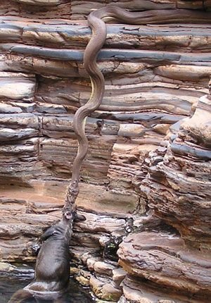 Змеи и их добыча (29 фото + текст)