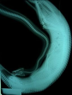 Змеи и их добыча (29 фото + текст)