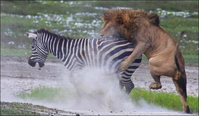 Зебра против льва (5 фото)