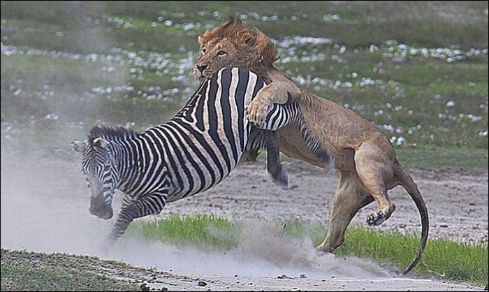 Зебра против льва (5 фото)