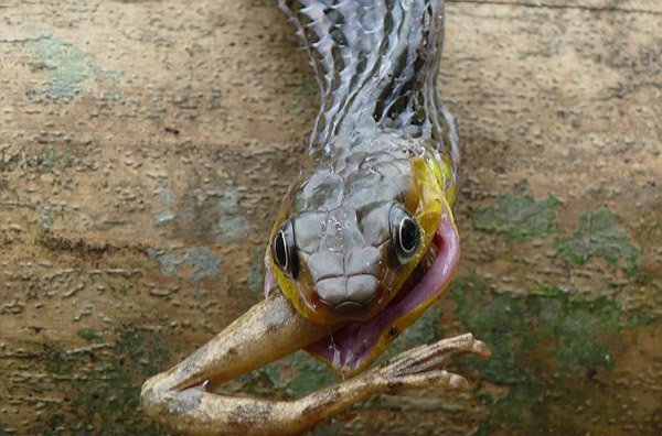 Змея ест лягушку (5 фото)