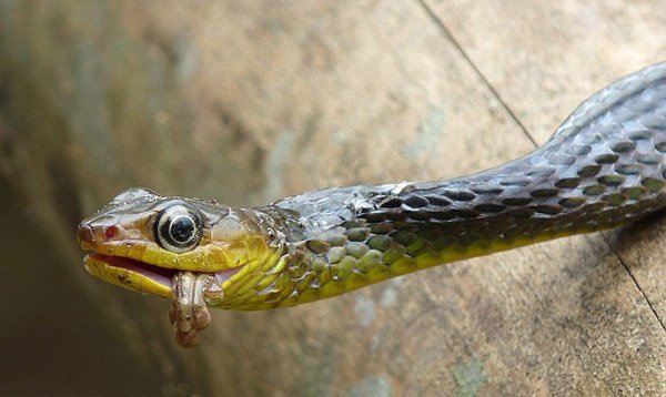Змея ест лягушку (5 фото)