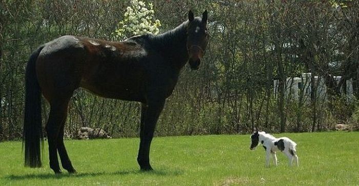 Самая маленькая лошадь в мире (25 фото)