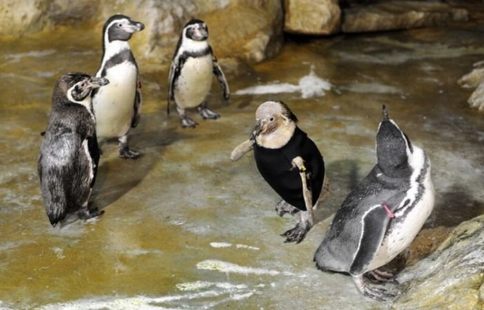 Костюм для пингвина (8 фото)