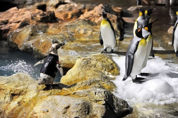 Костюм для пингвина (8 фото)