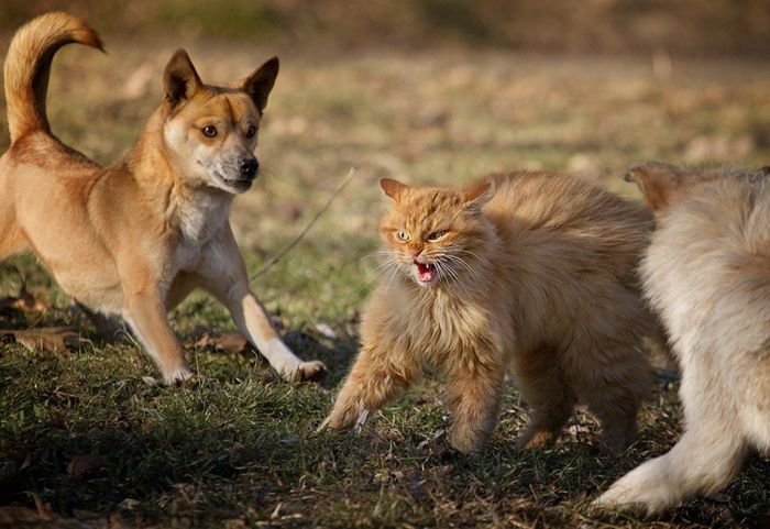 Кот против стаи собак (6 фото)