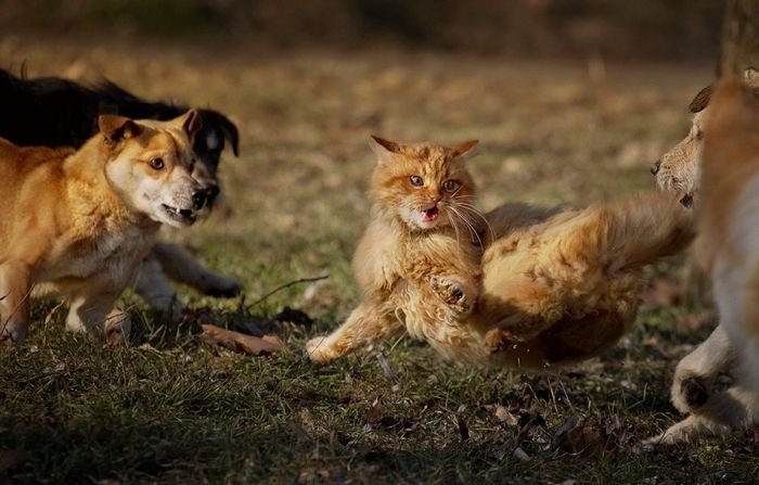 Кот против стаи собак (6 фото)
