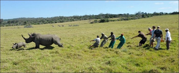Как спасают носорогов (4 фото)