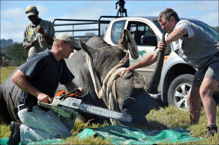 Как спасают носорогов (4 фото)