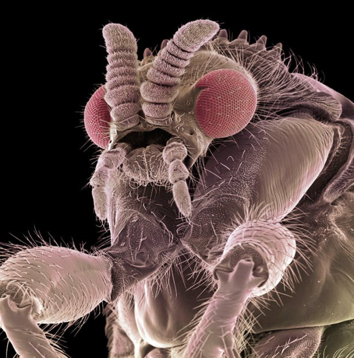 Макрофотографии насекомых (12 фото)
