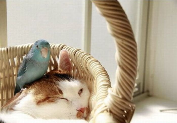 Кот и попугай (4 фото)